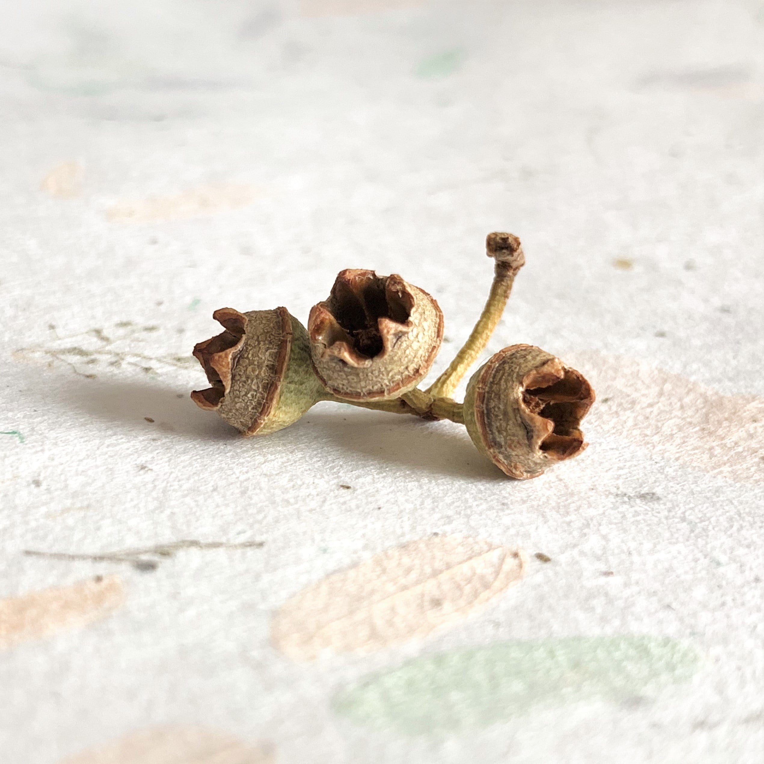 Moissanite Twig Engagement Ring - Vinny & Charles